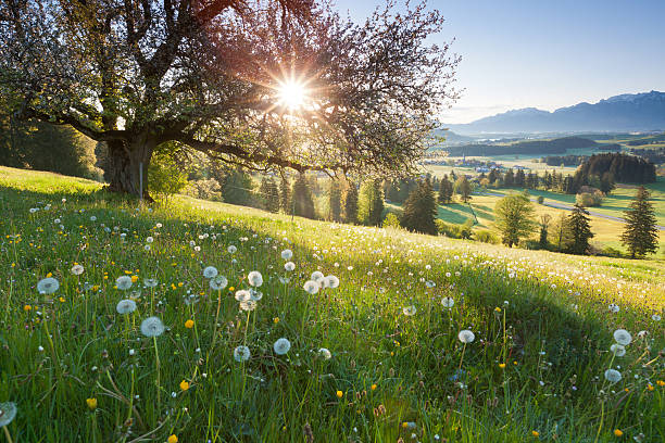 "backlight view through apple tree, summer meadow in bavaria, germany"