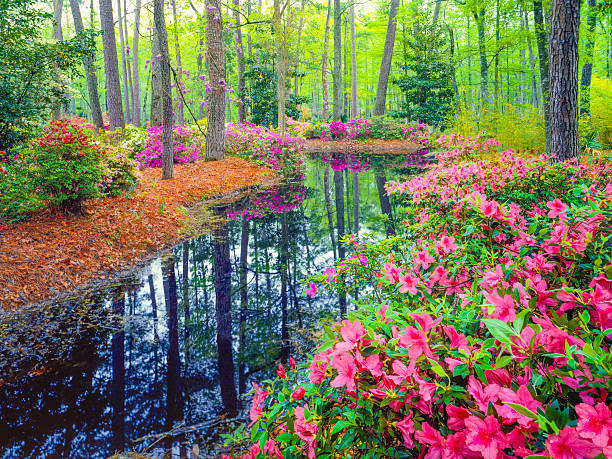 spring azalea blossoms in southern woodland garden