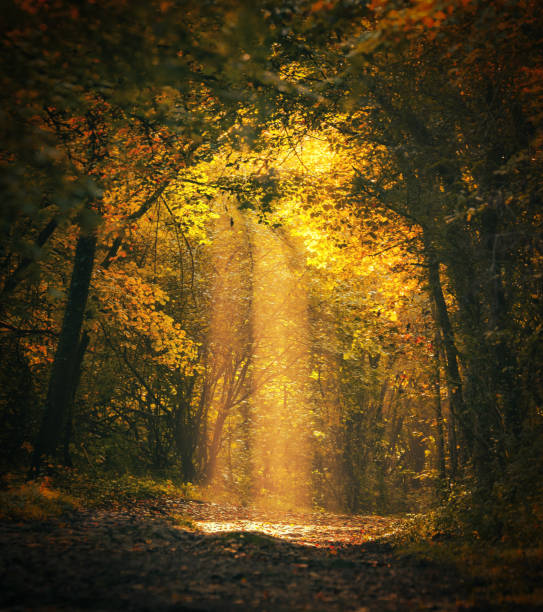 fall image 1