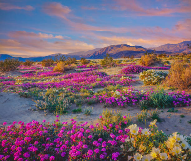 springtime adventure; desert solitude; a new beginning remote getaway