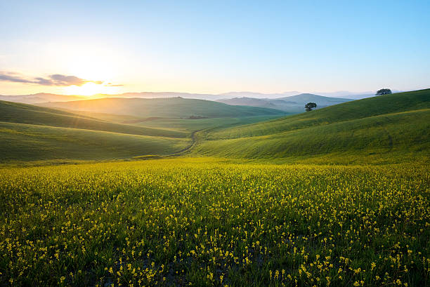 perfect field of spring grass,tuscany,italy