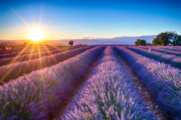 fields of blooming lavender flowers, provence