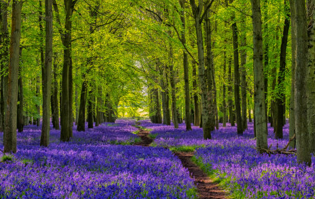 path through the bluebells