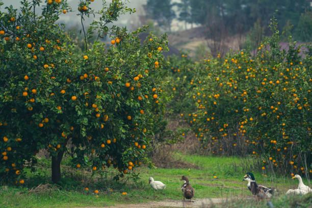 orange orchard in rain